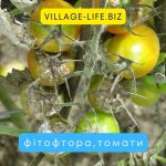 Боротьба з фітофторою на томатах: профілактика та засоби захисту