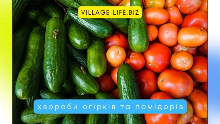 Як розпізнати і лікувати хвороби огірків та помідорів?