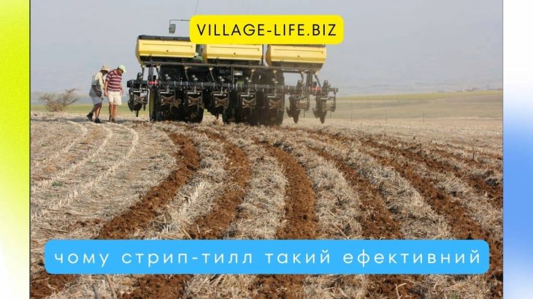 Стрип-тилл: як зберегти вологу, підвищити урожайність