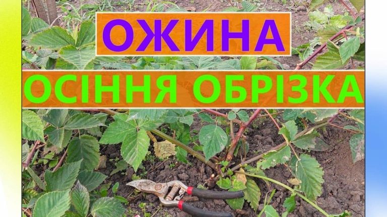 Як обрізати ожину восени: поради та рекомендації