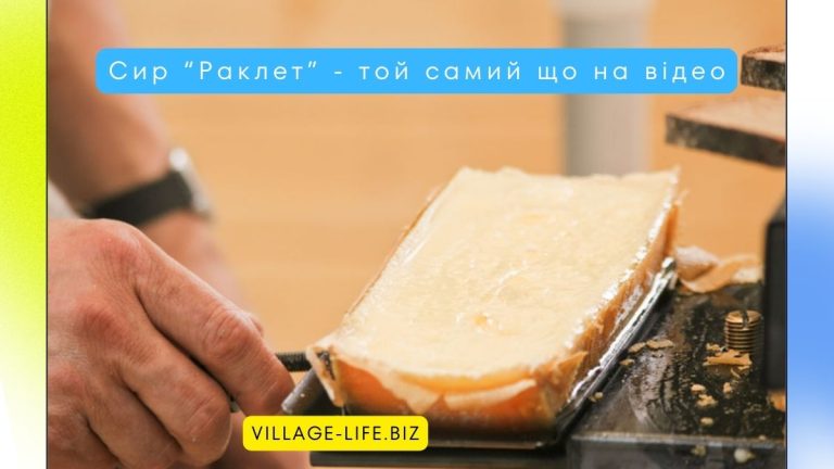 Сир раклет: що це за делікатес, де його скуштувати та з чим поєднувати