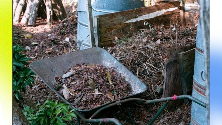 Не викидайте опале листя – воно цінне добриво для вашого городу!
