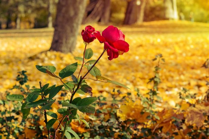 останні троянди осінні - осінні роботи в саду і на городі