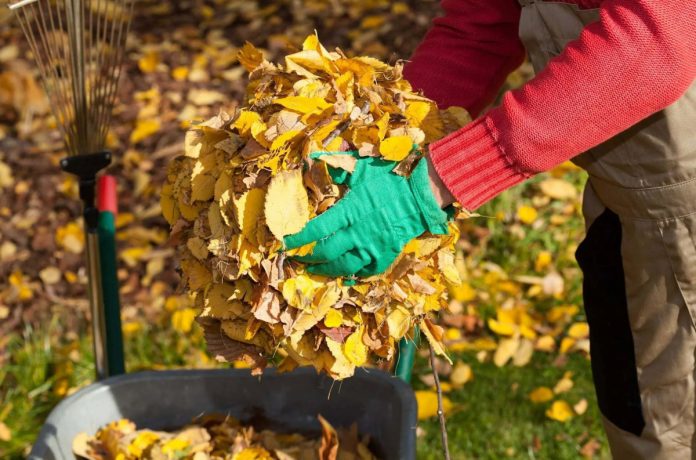 прибирання опалого листя - посівний календар на жовтень 2023