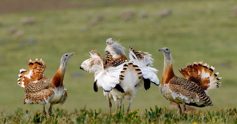 Дрохва - Великі птахи України
