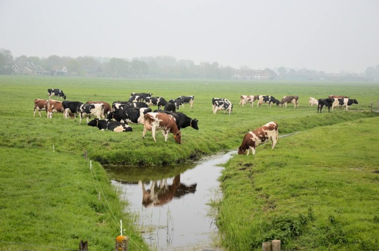 Фактори що впливають на молочну продуктивність корови