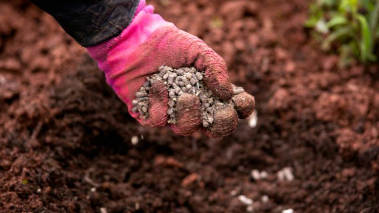 Як удобрювати ґрунт для часнику
