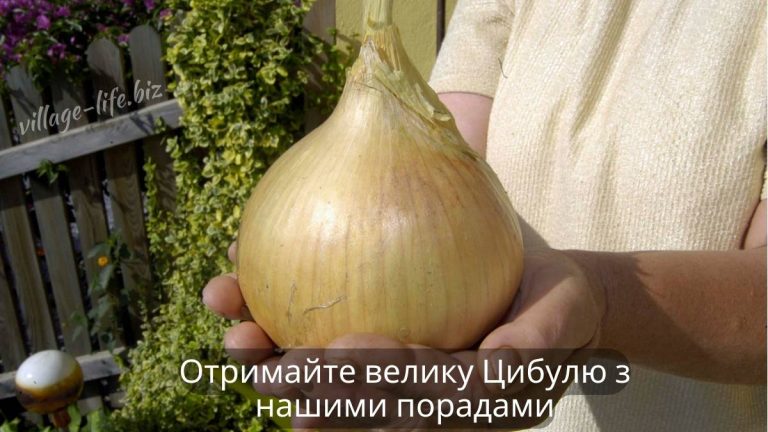 Як виростити велику цибулю: 10 секретів від