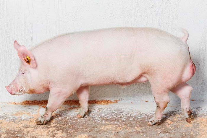 Опис, - Українська Велика Біла порода свиней