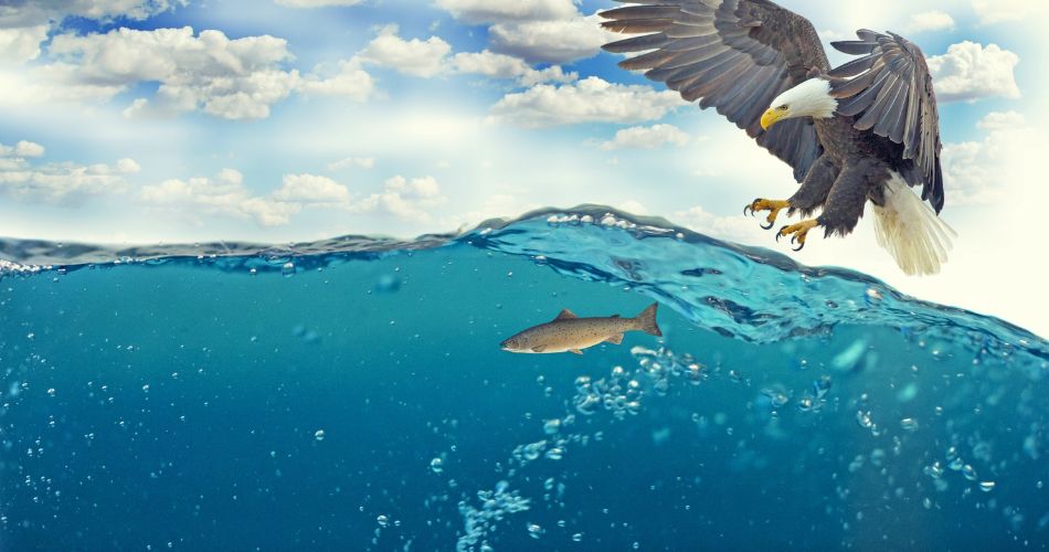 Орлан-білохвіст - Великі птахи України