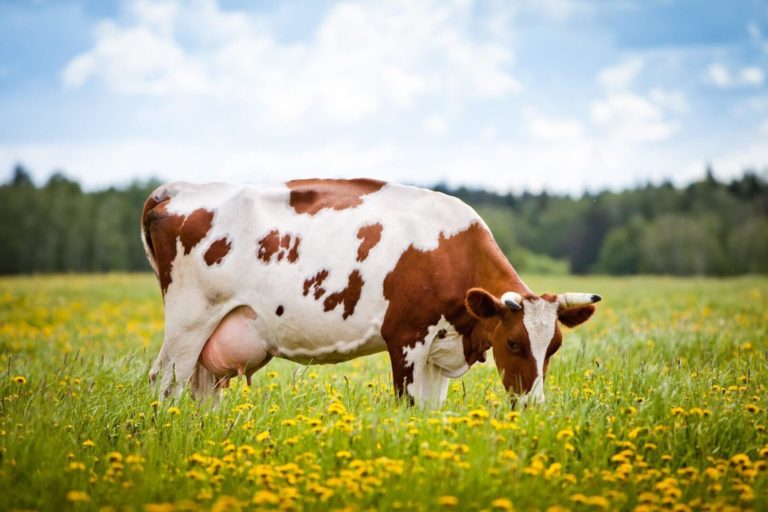 Оцінювання молочної продуктивності корови
