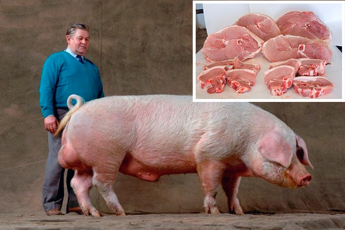 Переваги та недоліки, - Українська Велика Біла порода свиней