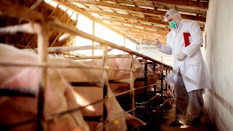 Штучне осіменіння свиней: методи для покращення господарства