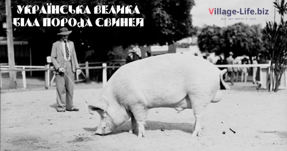Українська Велика Біла порода свиней