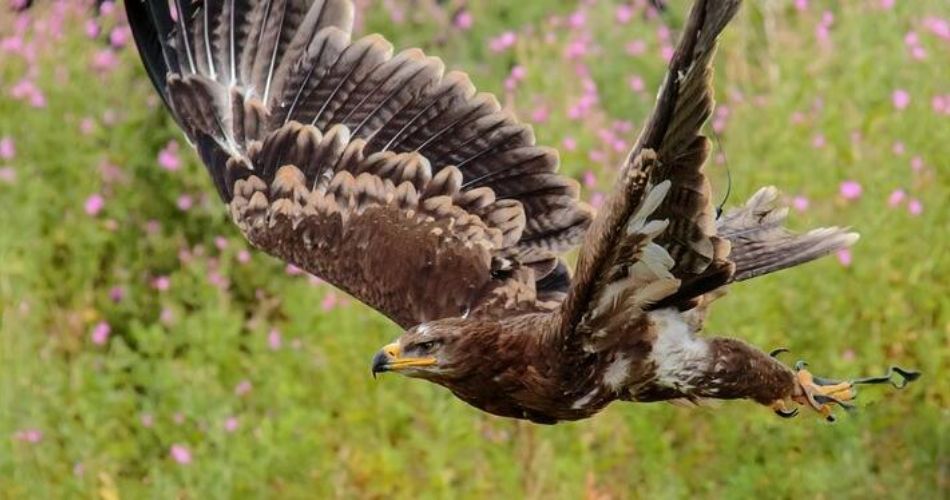 степовий орел - Великі птахи України