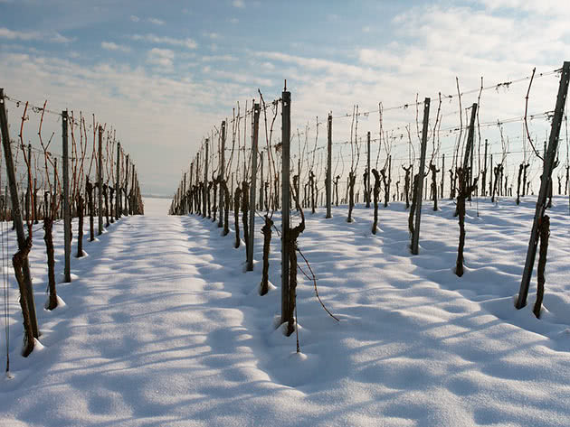 укриття винограду снігом, як вкривати виноград на зиму