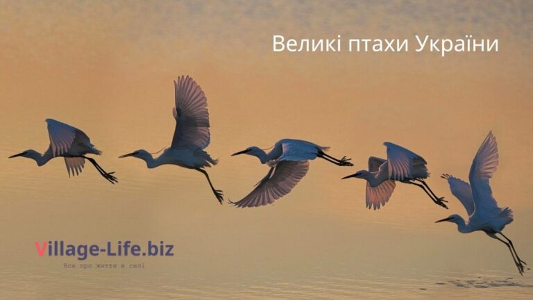 Великі птахи України: Пориньте у світ величезних птахів