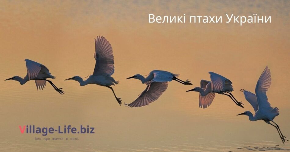 великі птахи України