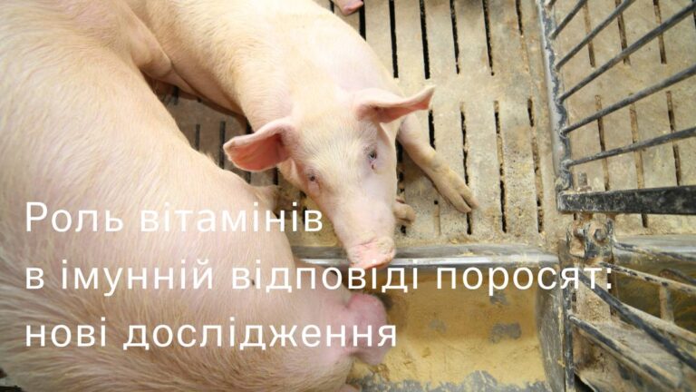 Вітаміни для поросят: підтримайте імунітет зараз