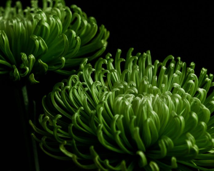 Хризантема Анастасія Дарк Грін - зелені квіти