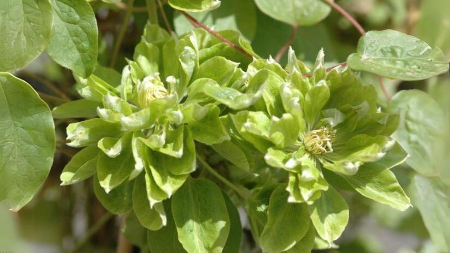 Клематис великоквітковий “Грін Пассіон” - зелені квіти