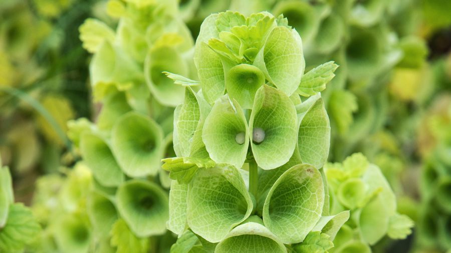 Молюцелла гладка (Molucella laevis) - зелені квіти