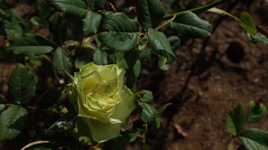 Троянда Грін Даймонд - зелені квіти