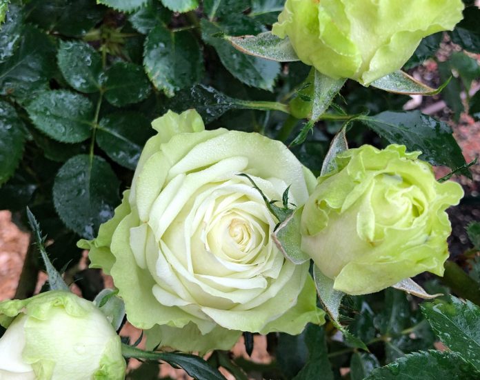 Троянда Грін Ті - зелені квіти