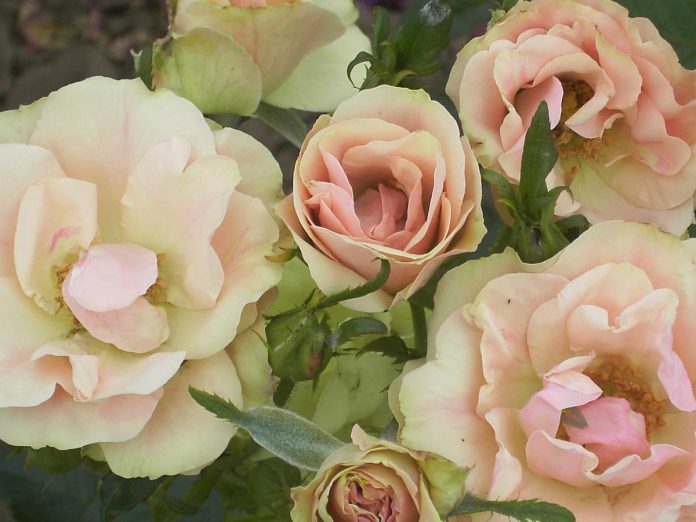 Троянда Грінслівс - зелені квіти