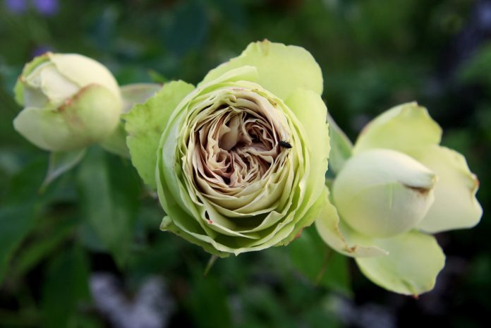 Троянда Лавлі Грін - зелені квіти