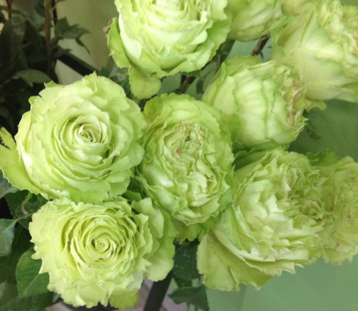 Троянда Лимонад - зелені квіти