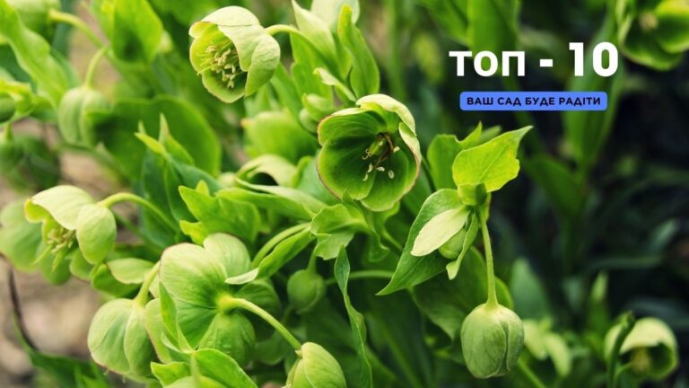 Зелені квіти топ-7: як створити сад своєї мрії