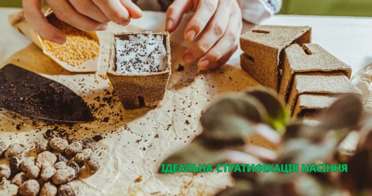 Ідеальна стратифікація насіння: 4 методи з покроковою інструкцією