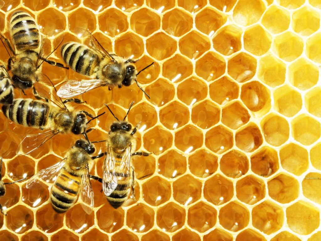 Садівництво за фенологічним календарем, фенологічний календар бджоляра