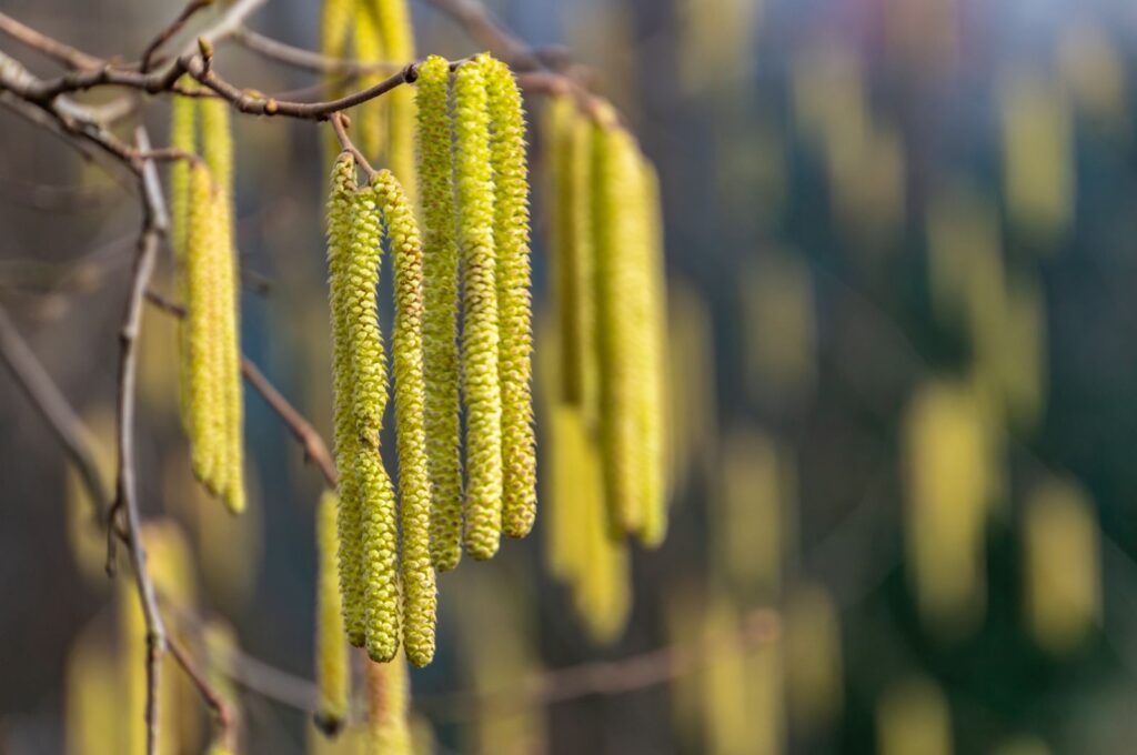 Цвітіння ліщини (Corylus avallana) знаменує початок ранньої весни, фенологічний календар