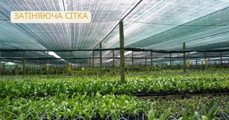 Як затіняюча сітка врятувала мій сад від спеки і збільшила врожай у два рази
