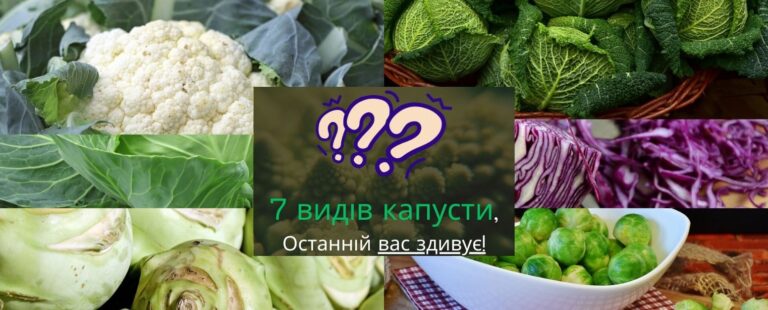 7 видів капусти, які ви повинні знати. Останній вас здивує!