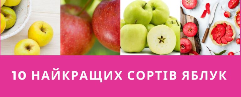 Смачні, соковиті, ароматні: 10 найкращих сортів яблук, які ви маєте спробувати