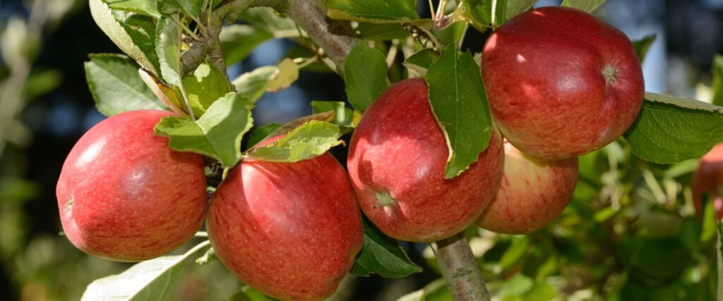 Бребурн яблука - 10 найкращих сортів яблук