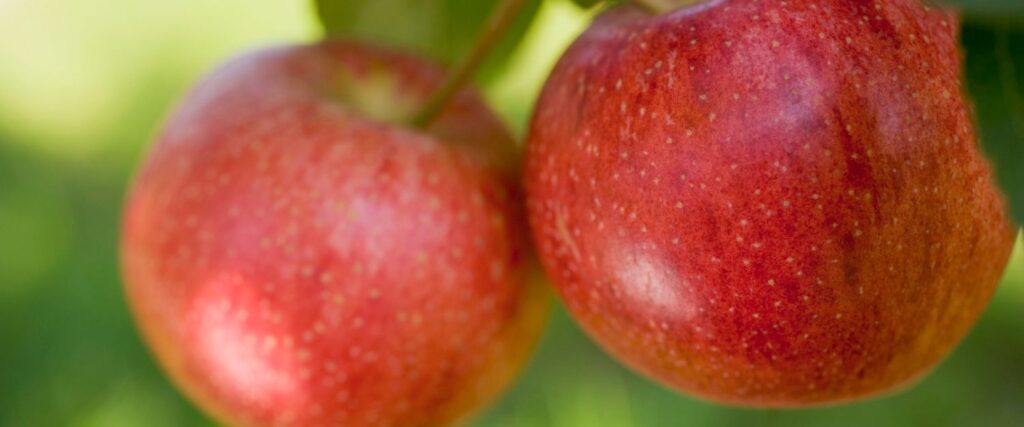 Гала - 10 найкращих сортів яблук