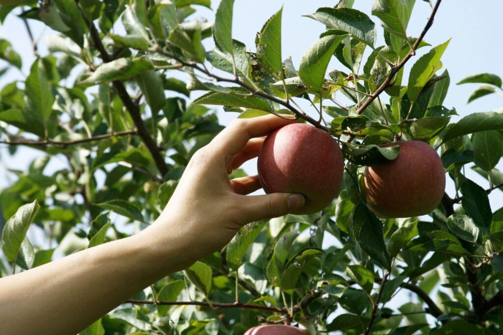 Як збирати врожай фруктових дерев