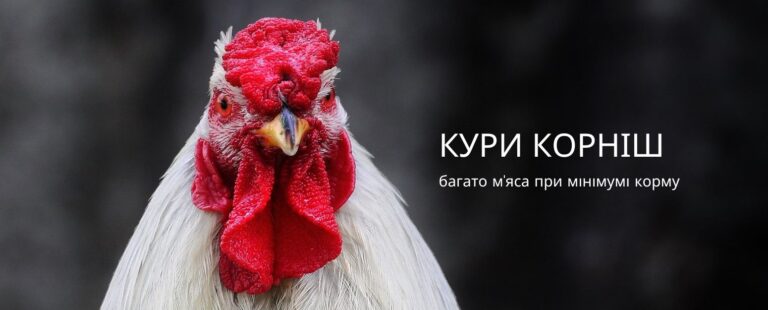Корніш кури: багато м’яса при мінімумі корму забезпечить порода