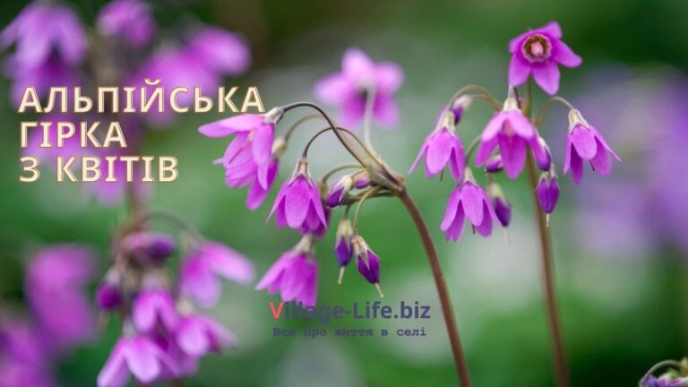 Альпійська гірка з квітів: детальний посібник з вирощування