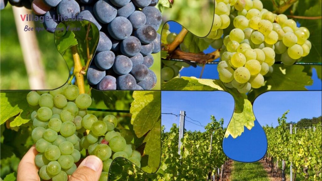 Історія садівництва та виноградарства
