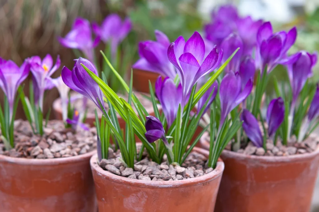 квіти цибулькові фото - Крокус томазіанус Barr's Purple