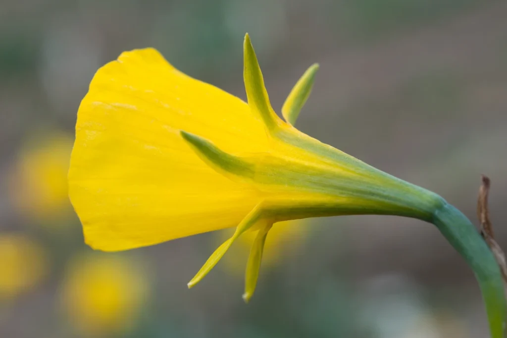 квіти цибулькові фото - Нарцис бульбокодієвий Golden Bells