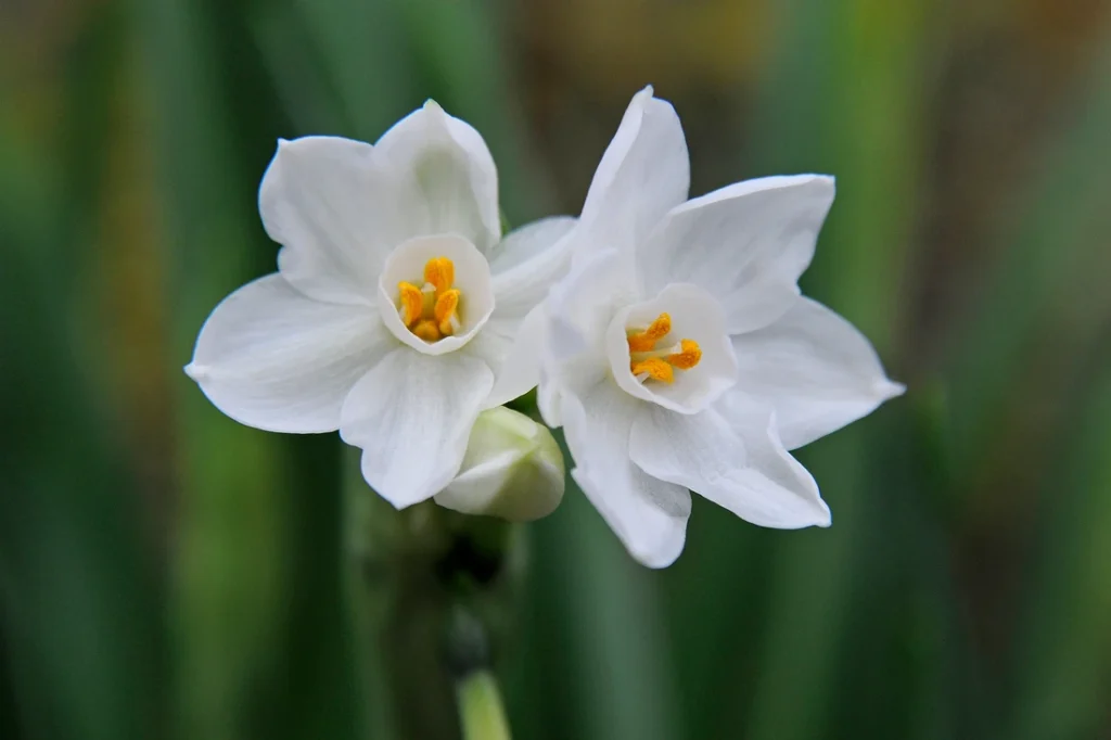 квіти цибулькові фото - Нарцис Paperwhite Ziva