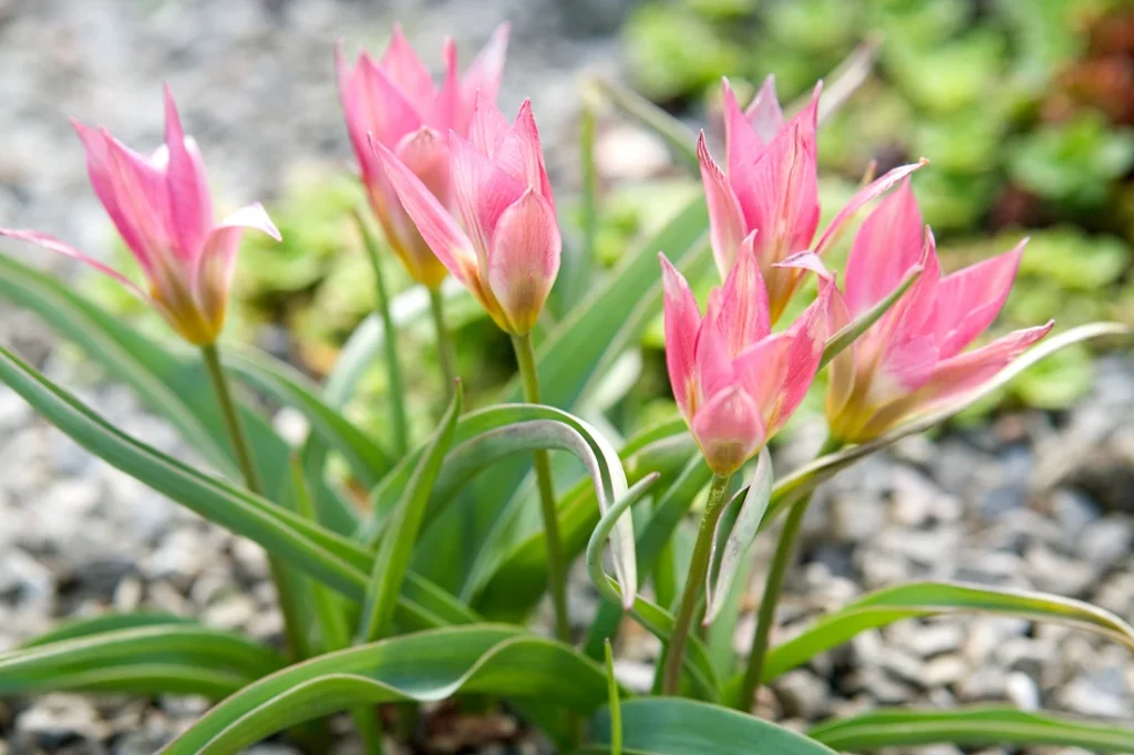 квіти цибулькові фото - Tulipa humilis