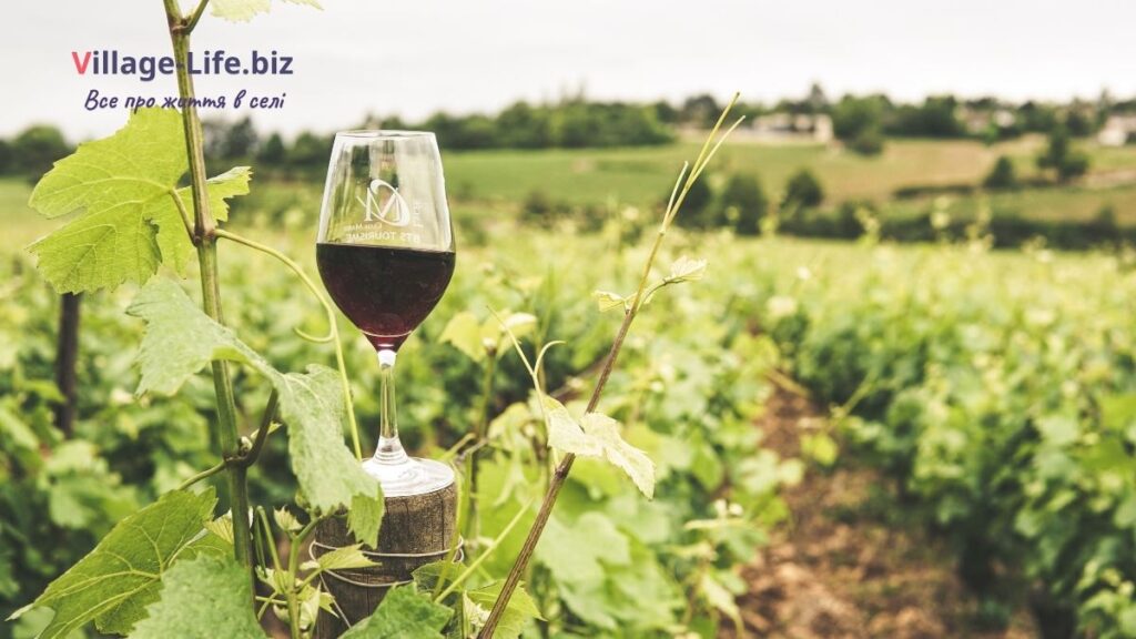 Перспективи розвитку садівництва та виноградарства в Україні