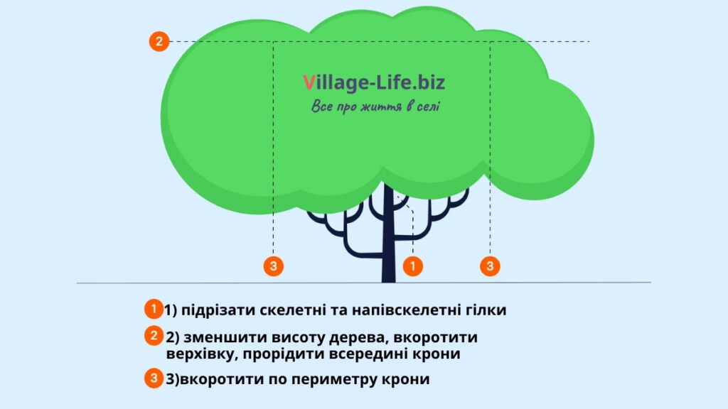 правила обрізки дерев - весняна обрізка плодових дерев | Village-Life.biz